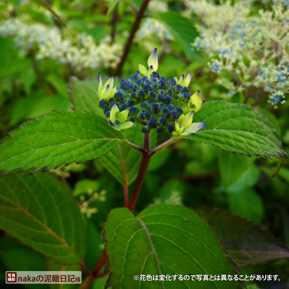 アジサイ 普賢の華 5