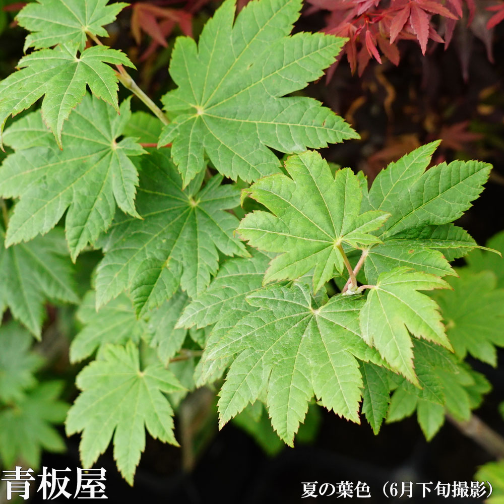 カエデ・もみじ 青板屋 ハイチワカエデ系の通販 苗木部 By 花ひろば