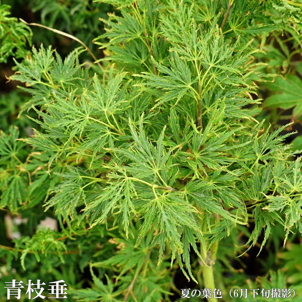 モミジ　青しだれ