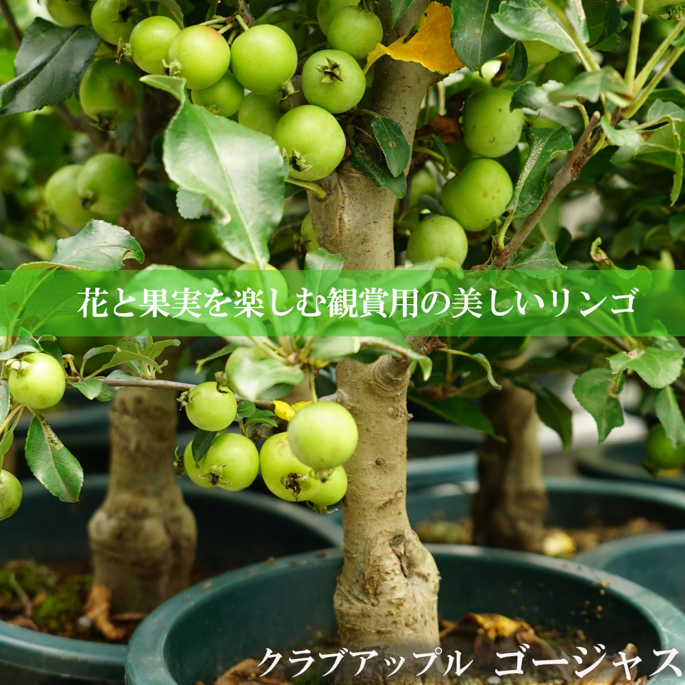 リンゴ ゴージャス 3