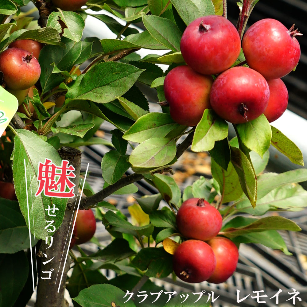 リンゴ クラブアップル　レモイネ 