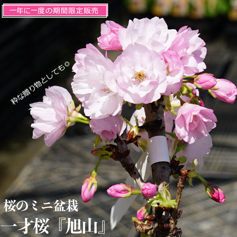 さくら サトザクラ系 旭山桜 苗 販売 苗木部 By 花ひろばオンライン