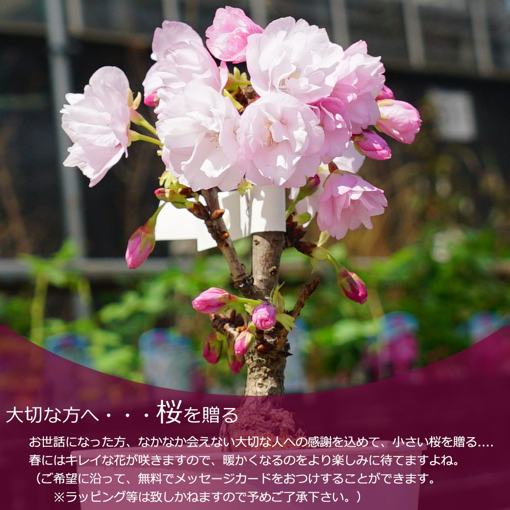 さくら 旭山桜 5