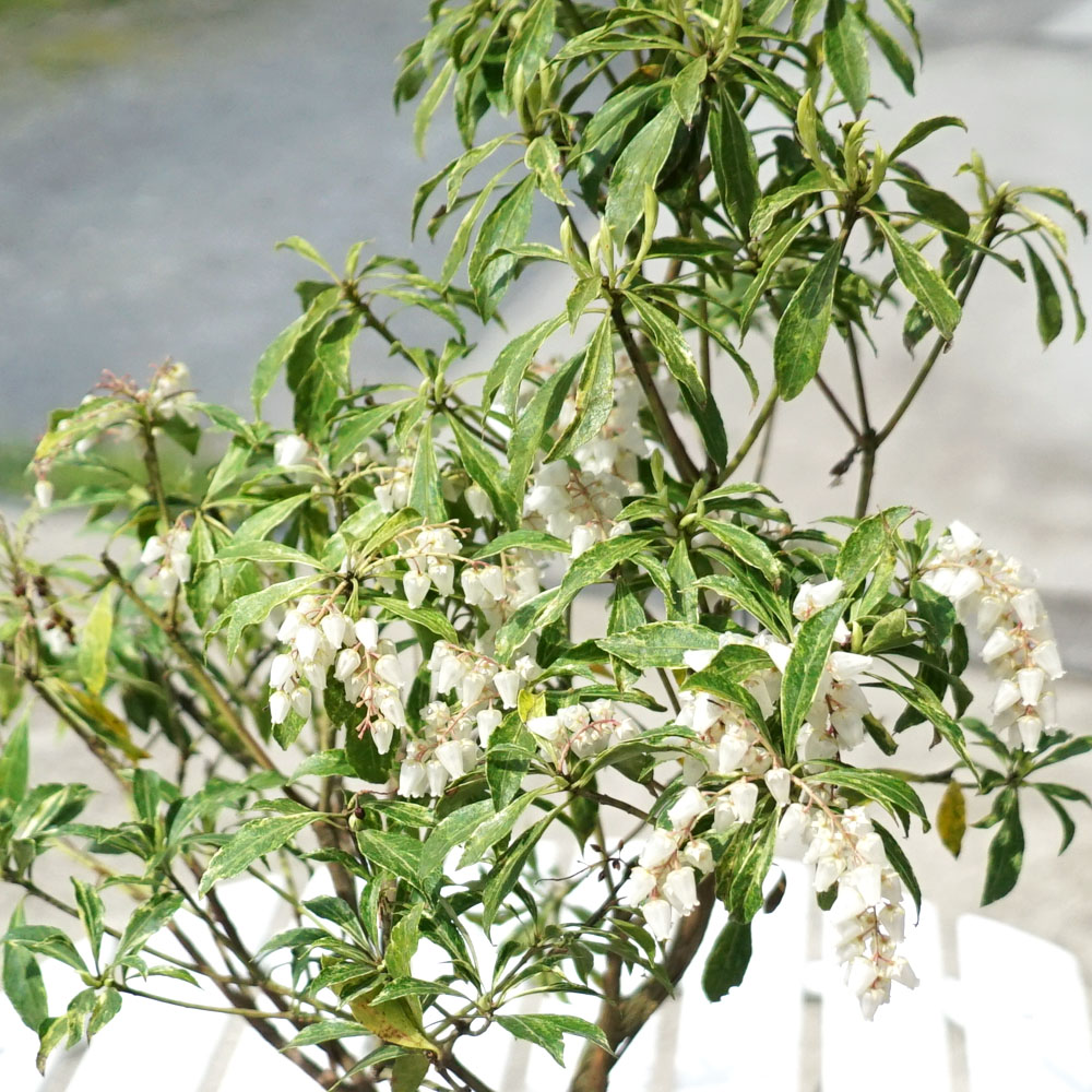 アセビ 斑入り 苗 販売 苗木部 By 花ひろばオンライン