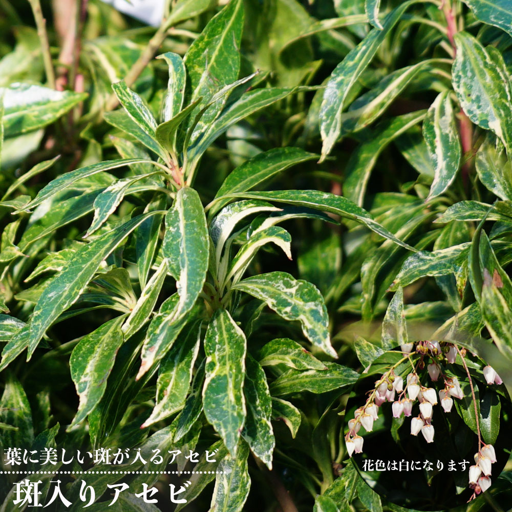 アセビ 斑入り 苗 販売 苗木部 By 花ひろばオンライン