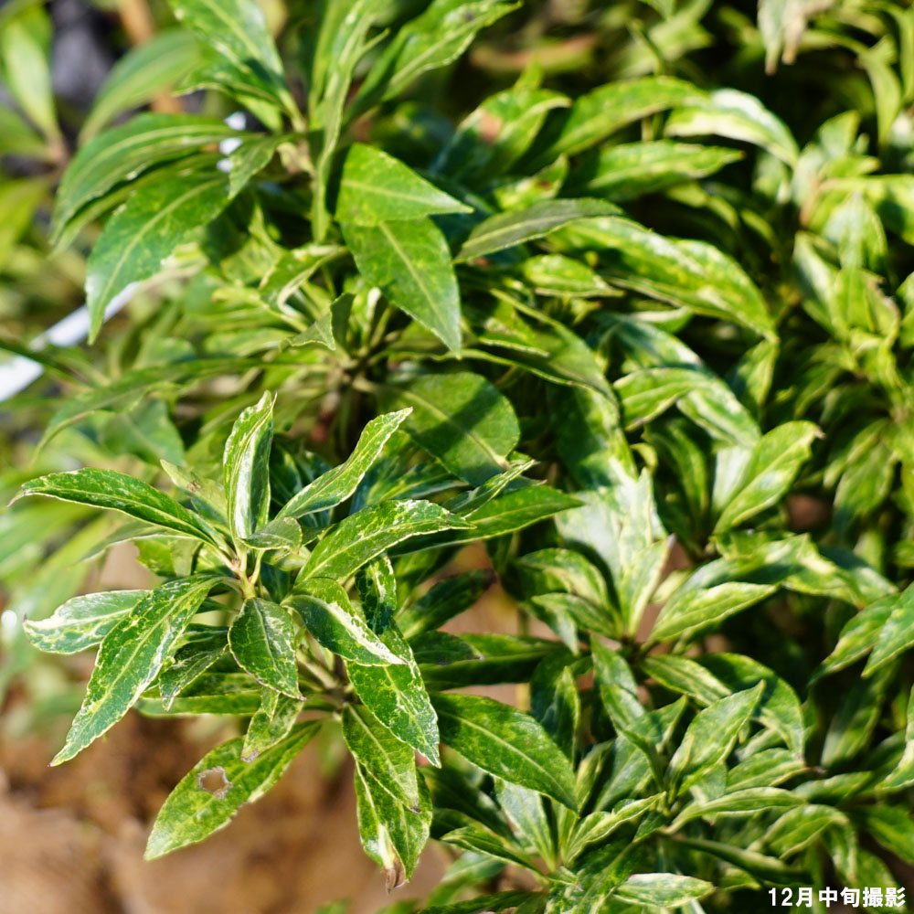 アセビ 斑入り 苗 販売 苗木部 By 花ひろばオンライン