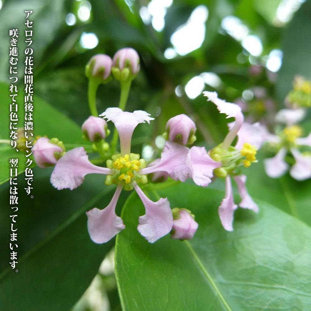 アセロラ アセロラ 7