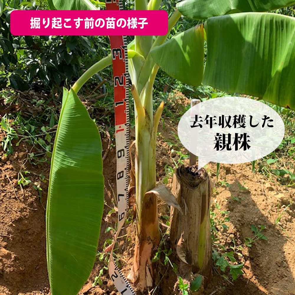 バナナ アップルバナナ 苗 通販 苗木部 By 花ひろばオンライン