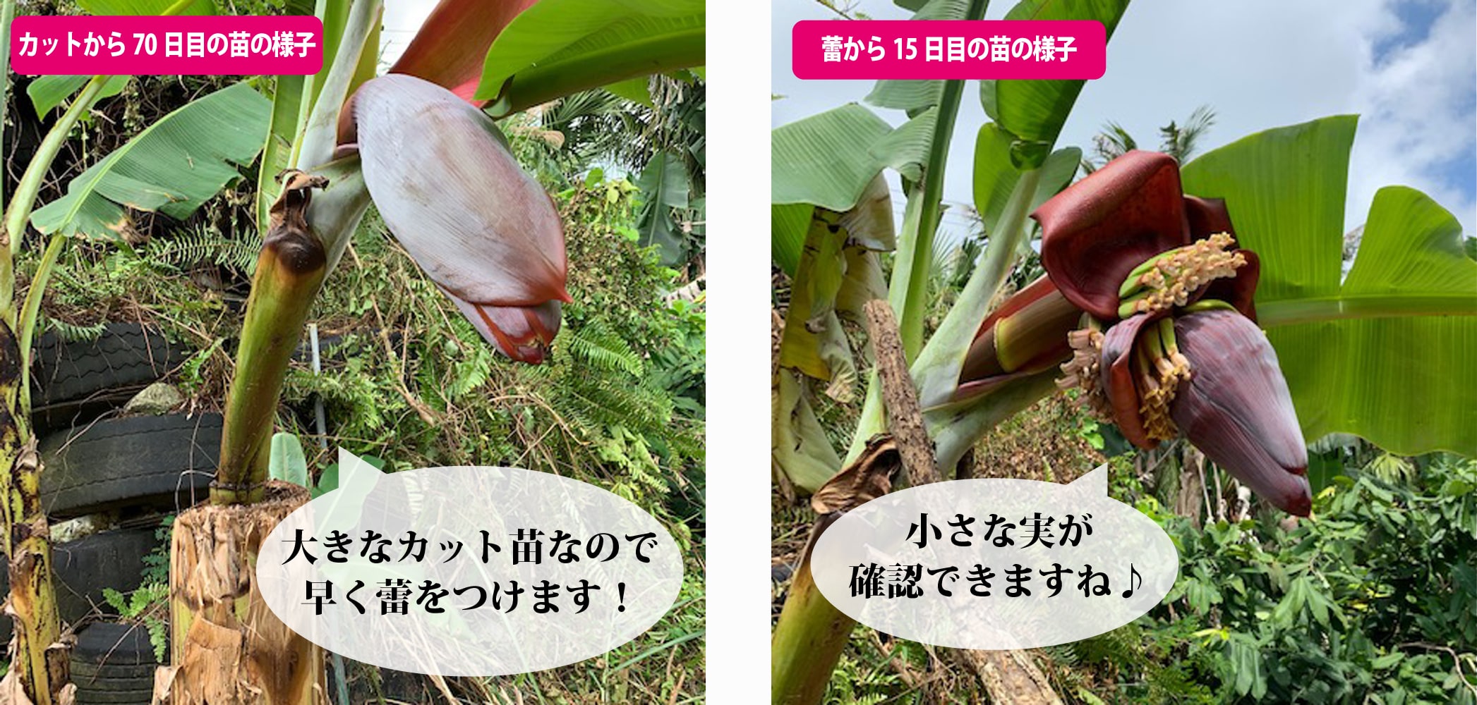 バナナ アップルバナナ 3