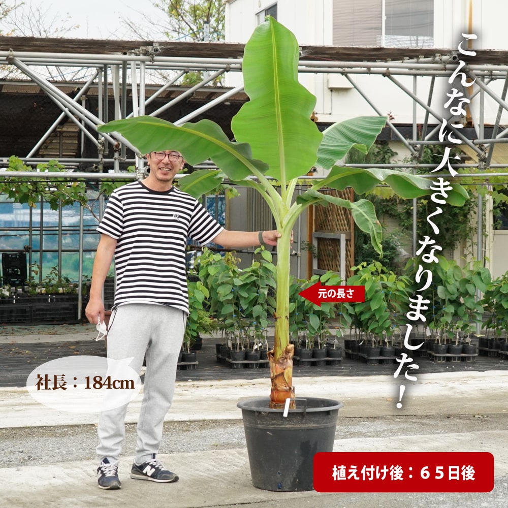 カット大苗の成長後