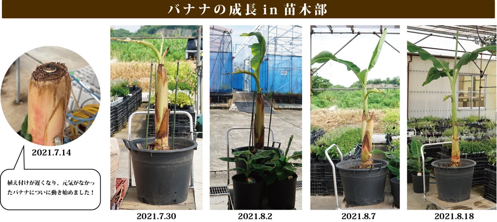 バナナ カット大苗の成長記録