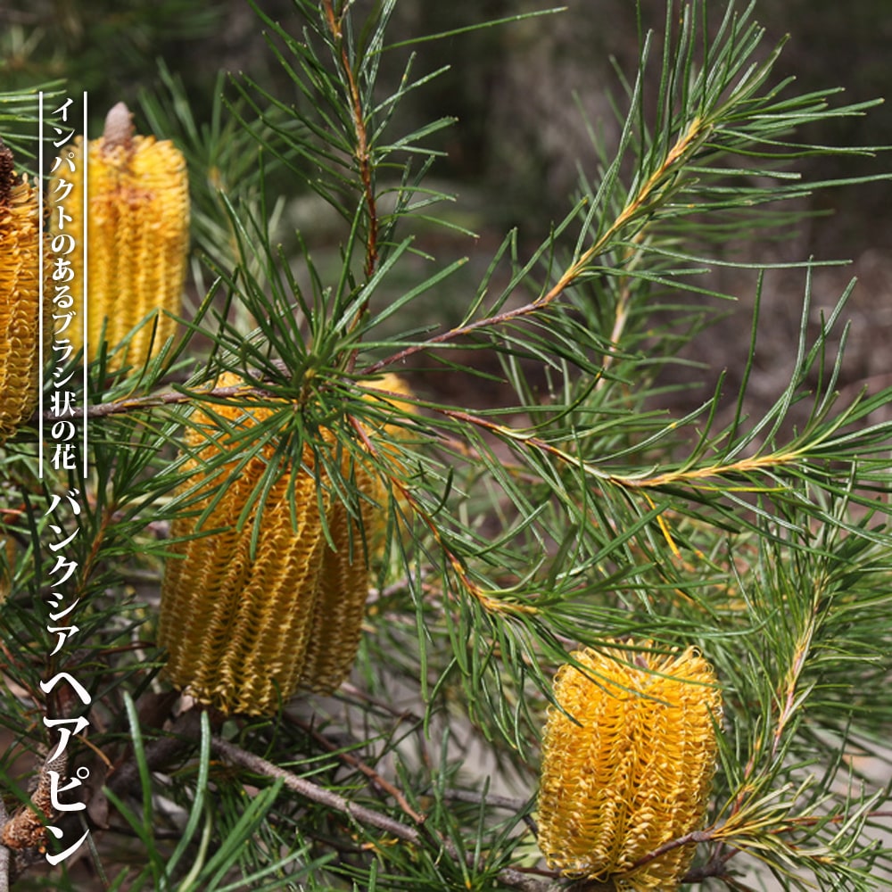 バンクシア ヘアピン 苗 通販 苗木部 By 花ひろばオンライン