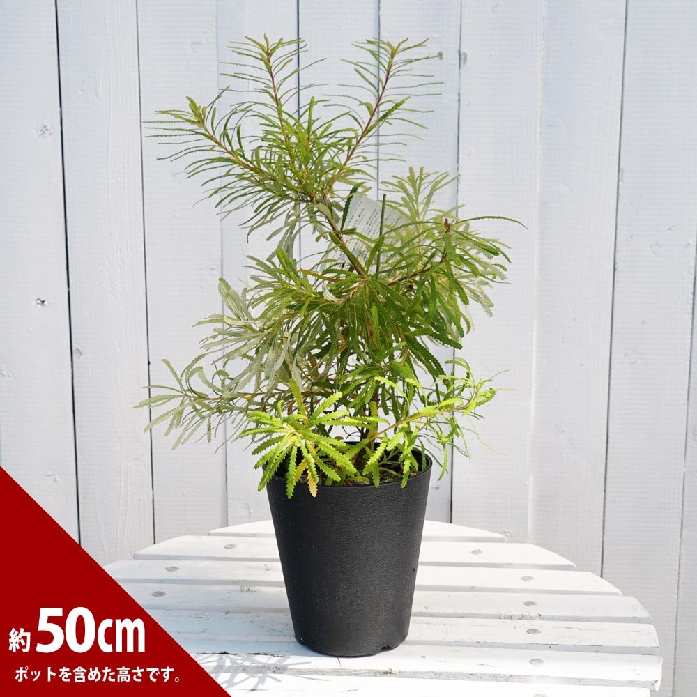 バンクシア ヘアピン 苗 通販 苗木部 By 花ひろばオンライン