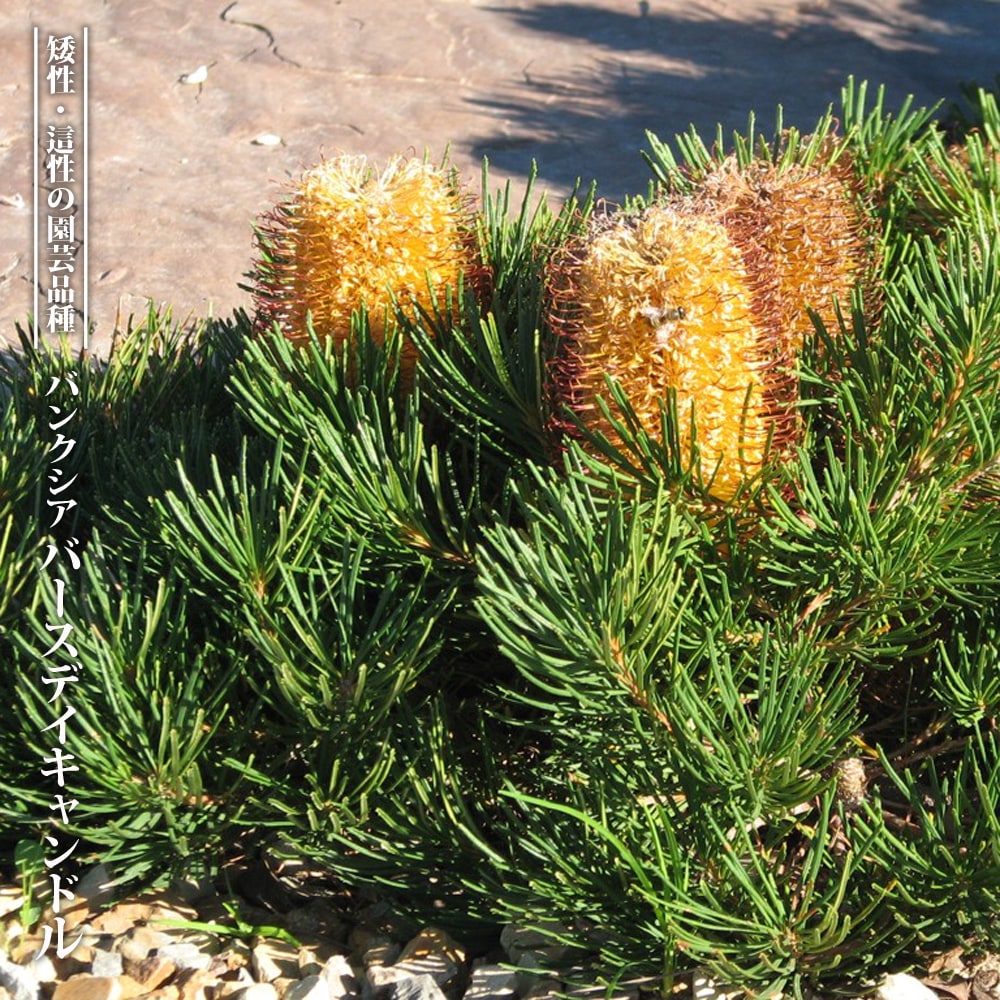 パンクシア バースデイ キャンドル 苗 販売 苗木部 By 花ひろばオンライン