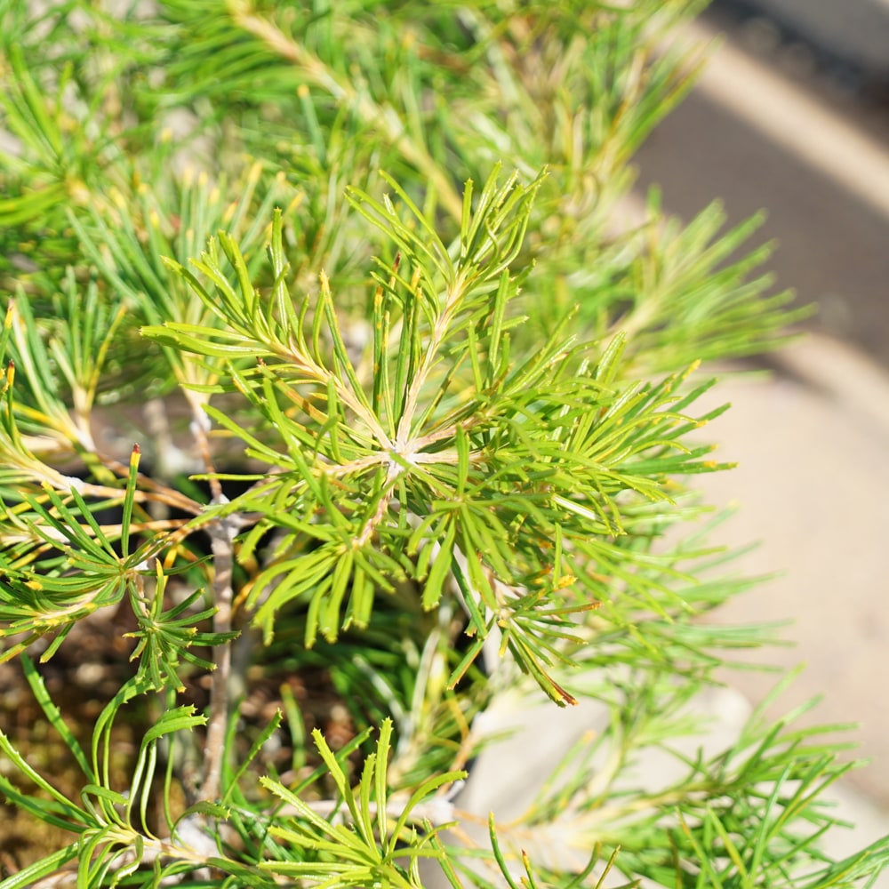 パンクシア バースデイ キャンドル 苗 販売 苗木部 By 花ひろばオンライン