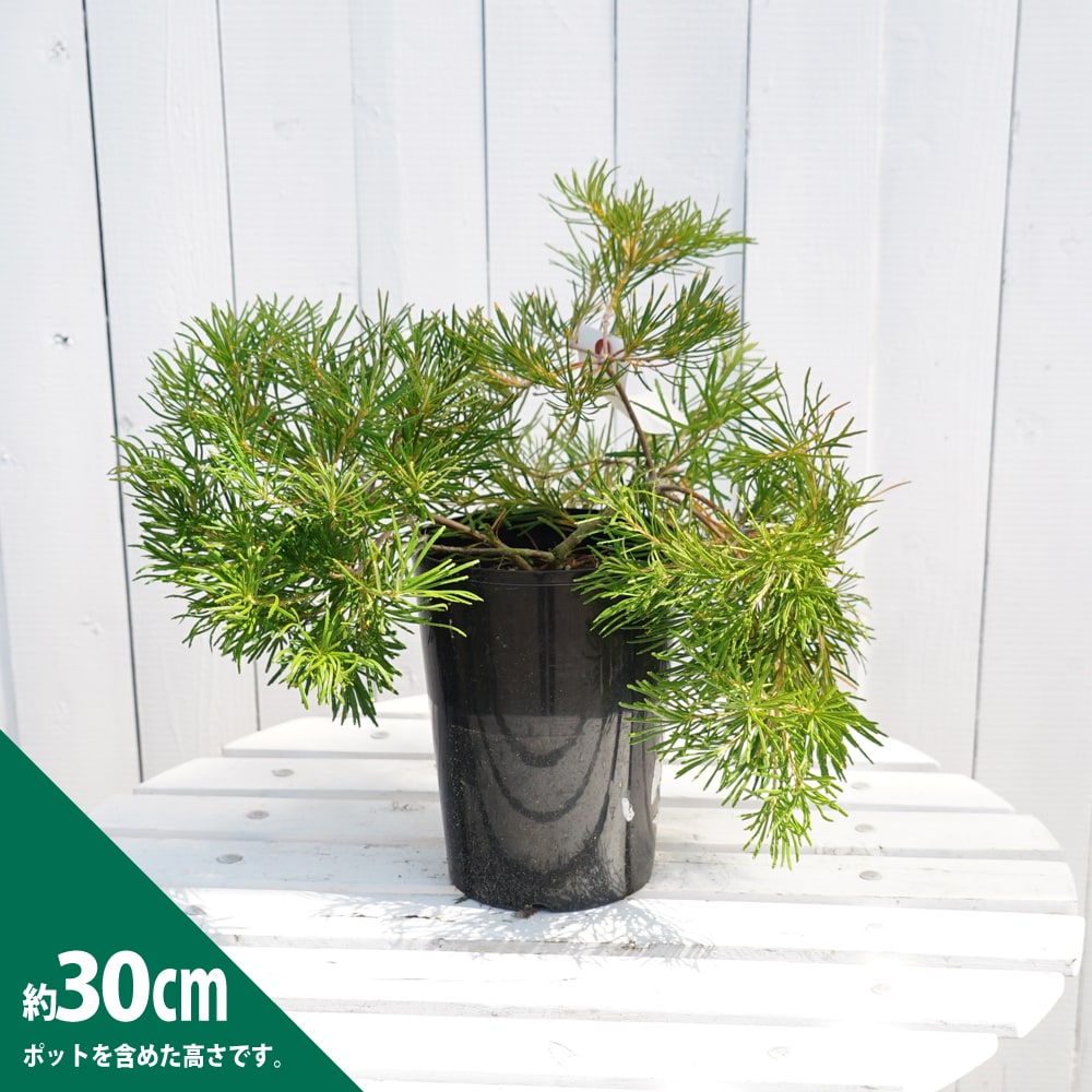 パンクシア バースデイ キャンドル 苗 販売 苗木部 By 花ひろばオンライン