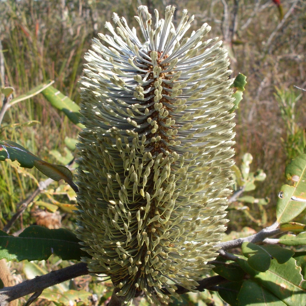 パンクシア オブロンギフォリア 1