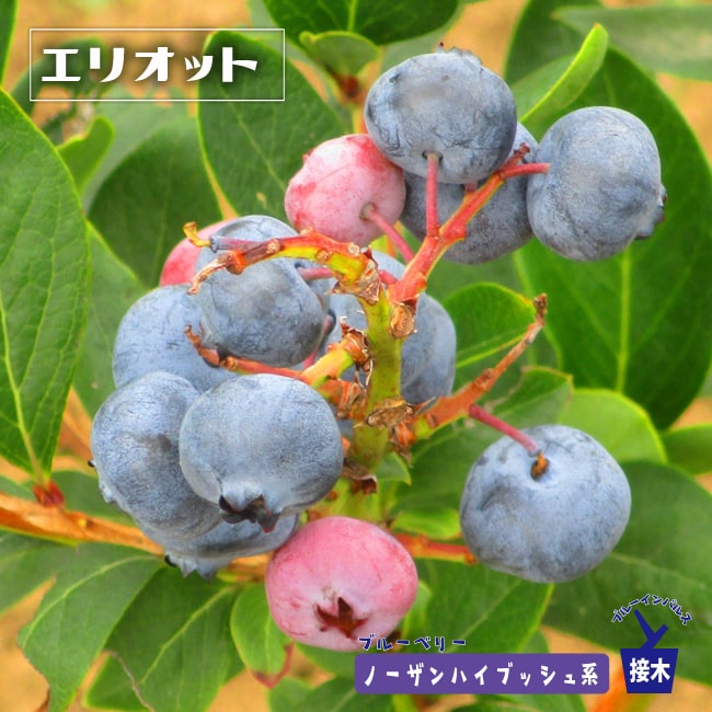 ブルーベリー エリオット 