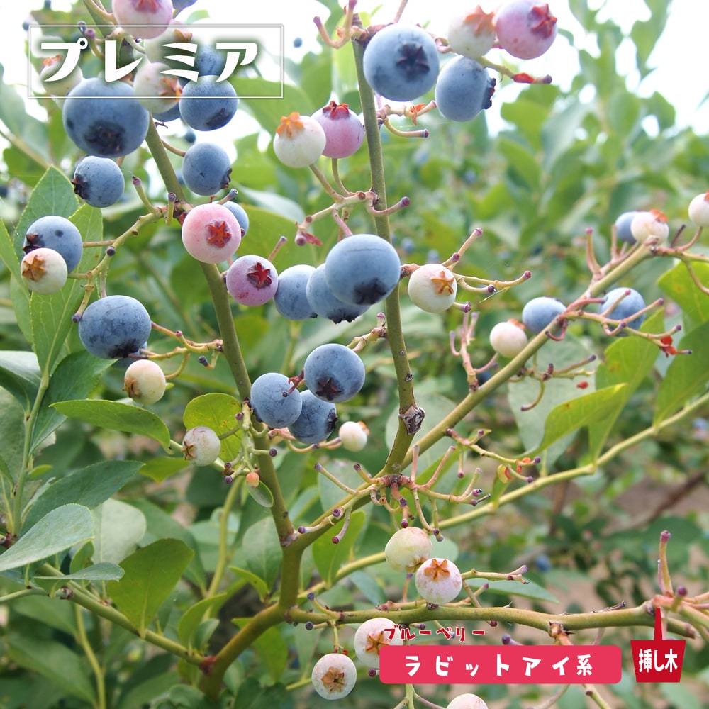 ブルーベリー ラビットアイ系 プレミアの通販 苗木部 By 花ひろば