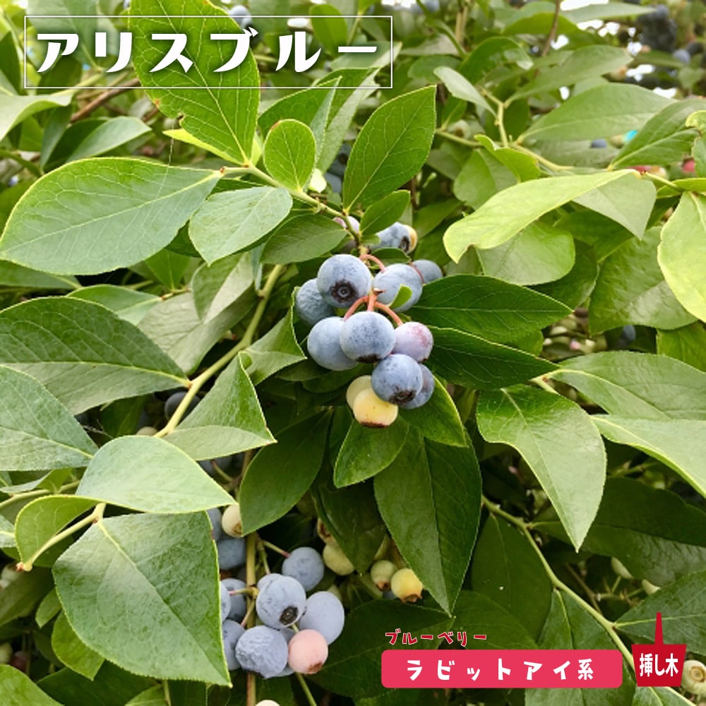 ブルーベリー アリスブルー 