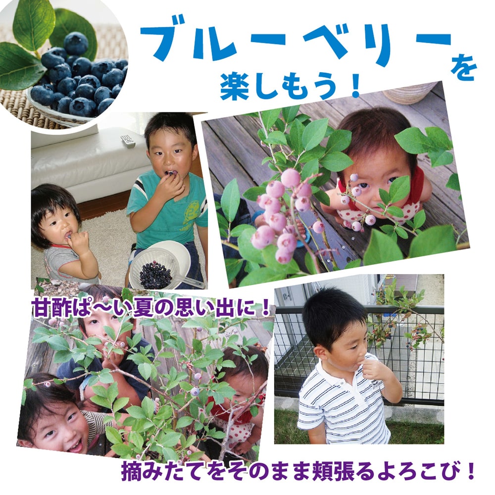 ブルーベリー サザンハイブッシュ系 オニール 苗 通販 苗木部 By 花
