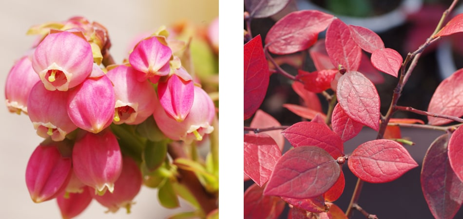 ブルーベリー 魅力　花　紅葉