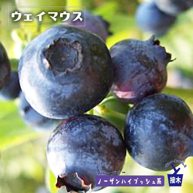 ブルーベリー ウェイマウス 