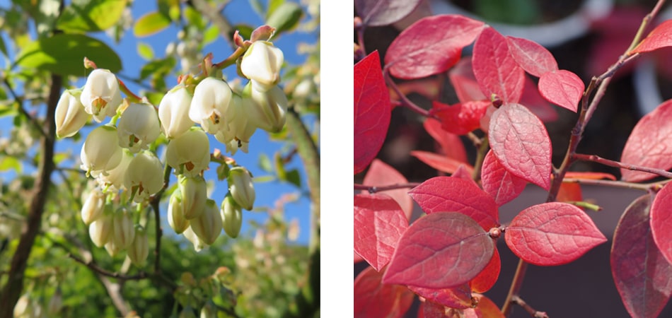 ブルーベリー 魅力　花　紅葉