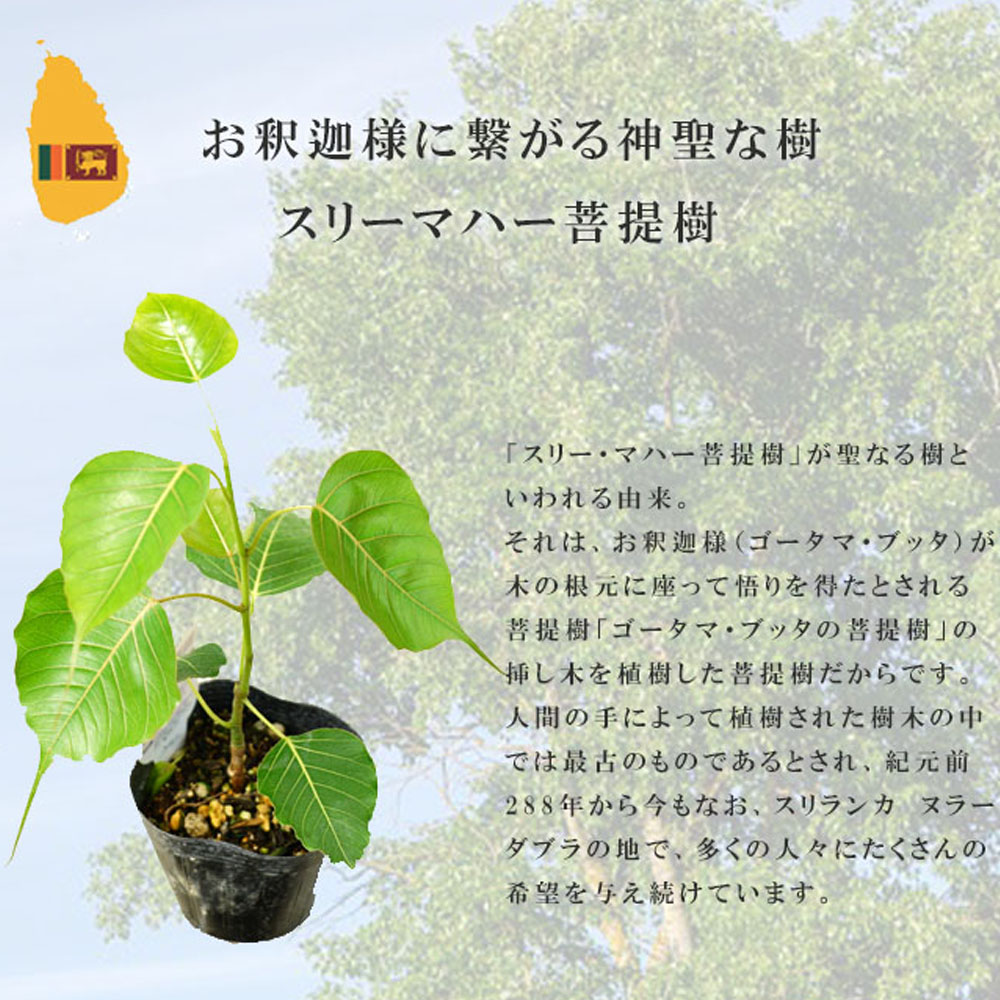 菩提樹 インドボダイジュ スリー マハー 1