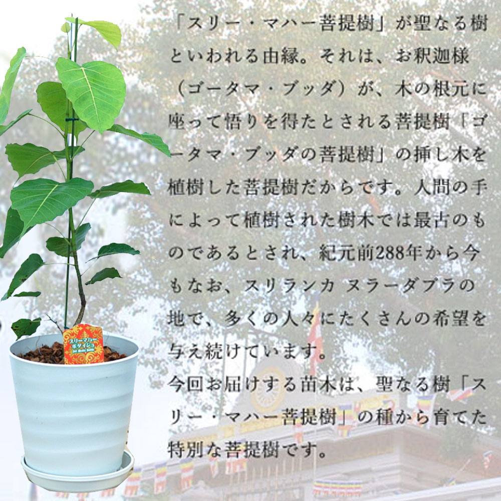 菩提樹 インドボダイジュ スリー マハー 1