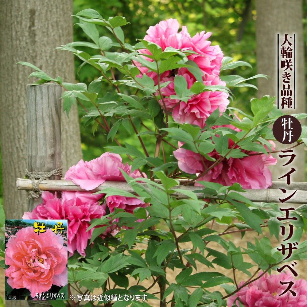 牡丹 ラインエリザベス 