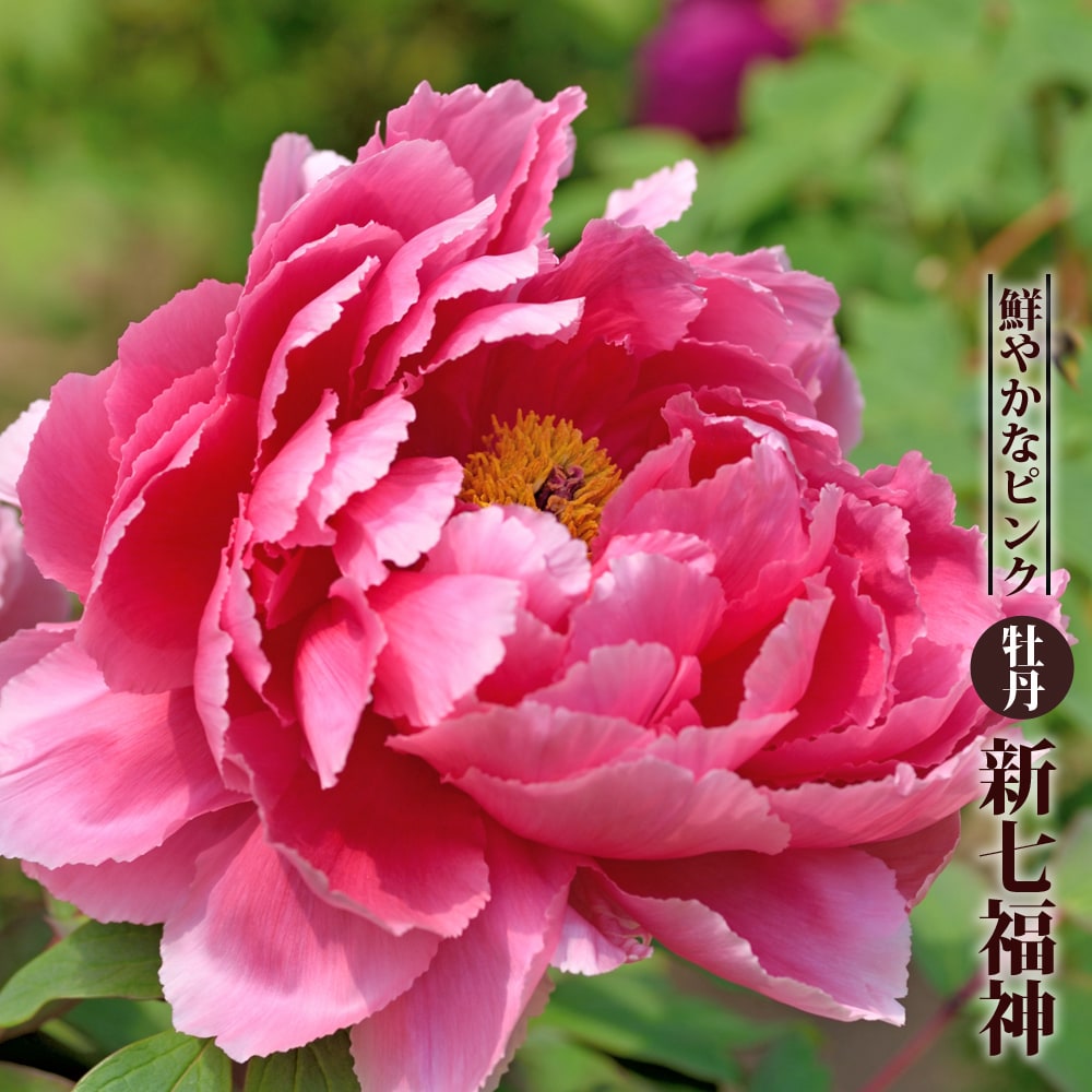 牡丹 新七福神の通販 おすすめ 苗木部 By 花ひろばオンライン