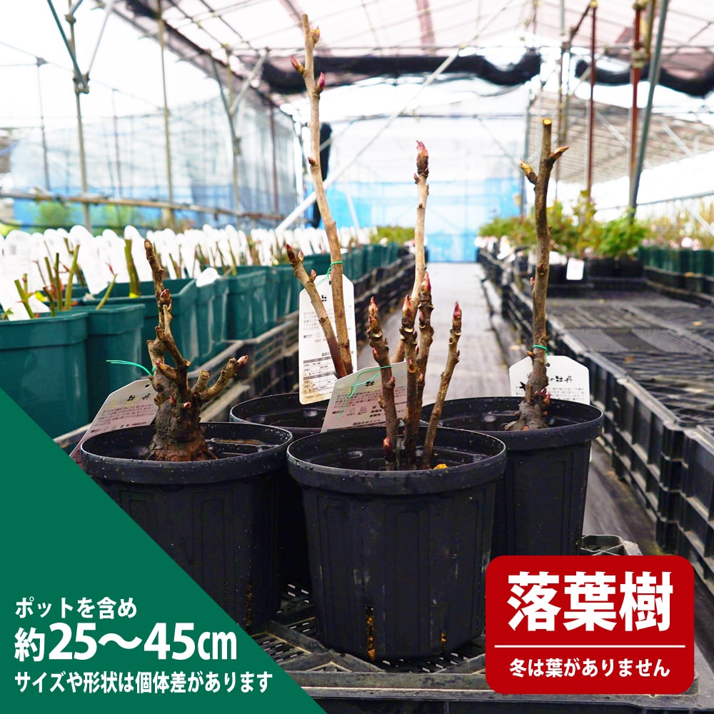 牡丹 鎌田錦 苗 販売 苗木部 By 花ひろばオンライン