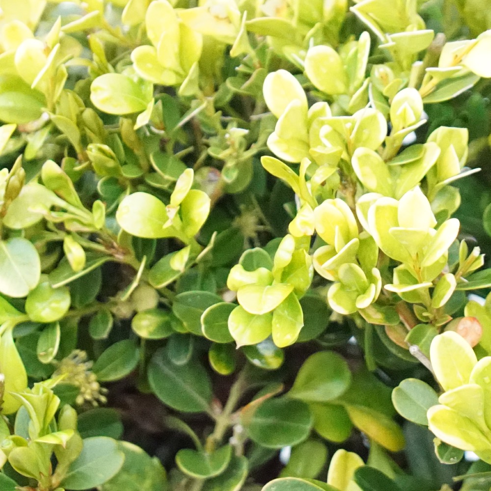 西洋ツゲ ボックスウッドの早春の葉色