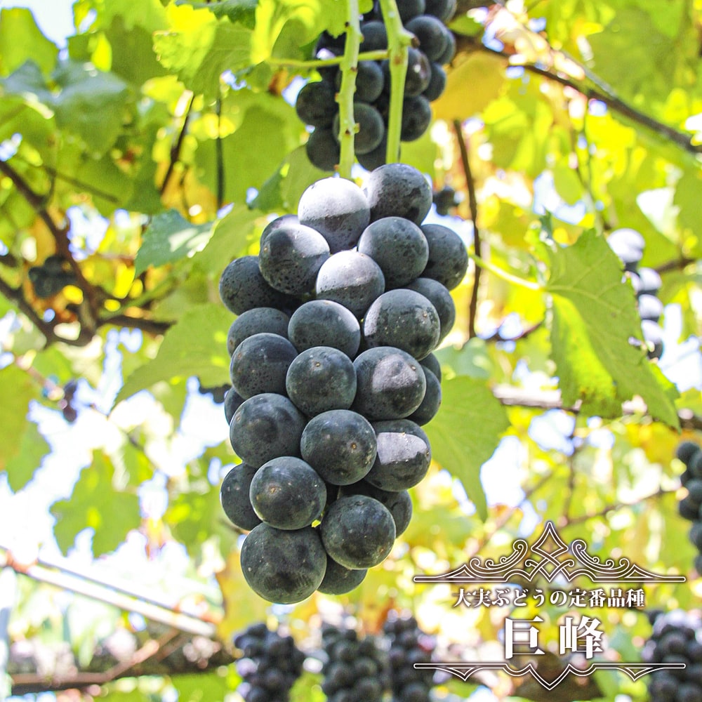 ブドウ 巨峰 1