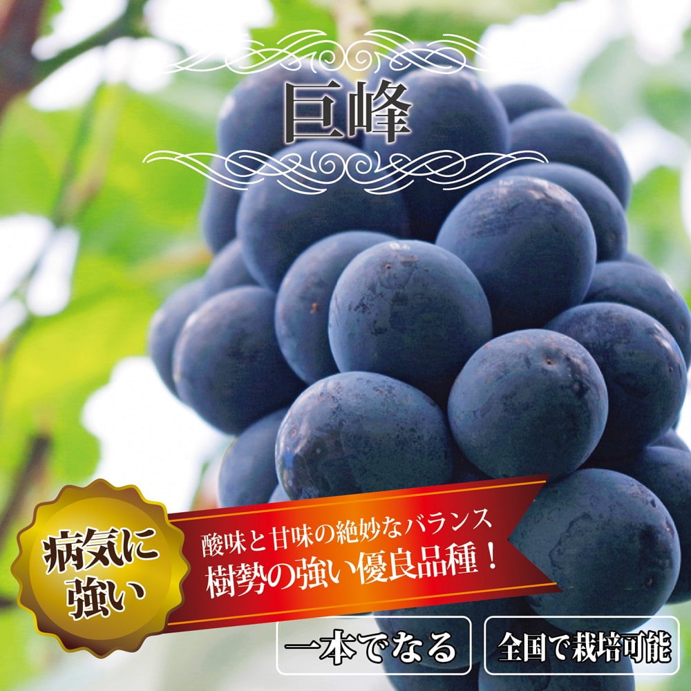 ブドウ 巨峰 