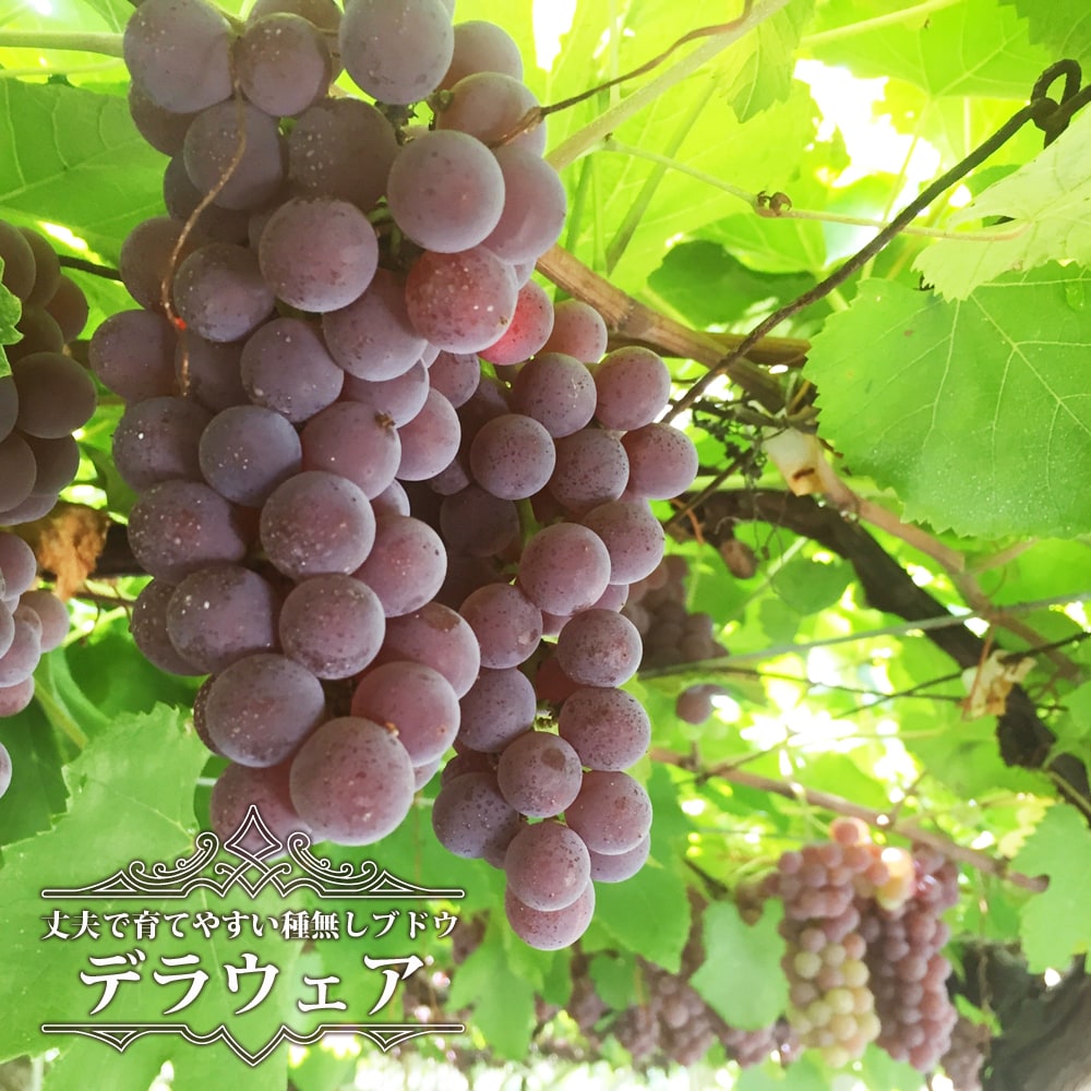 ブドウ デラウェア 