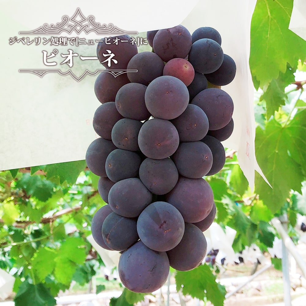 ブドウ ピオーネ 
