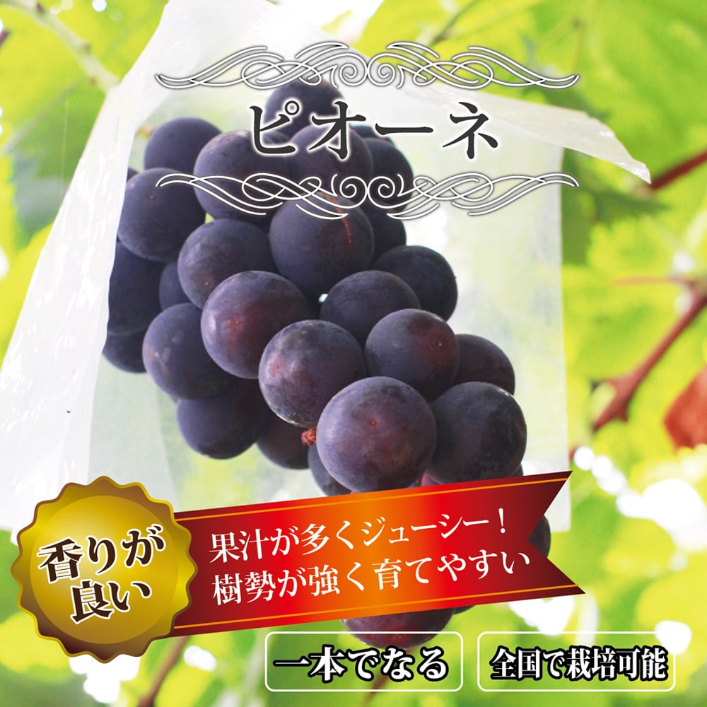 ブドウ ピオーネ 1