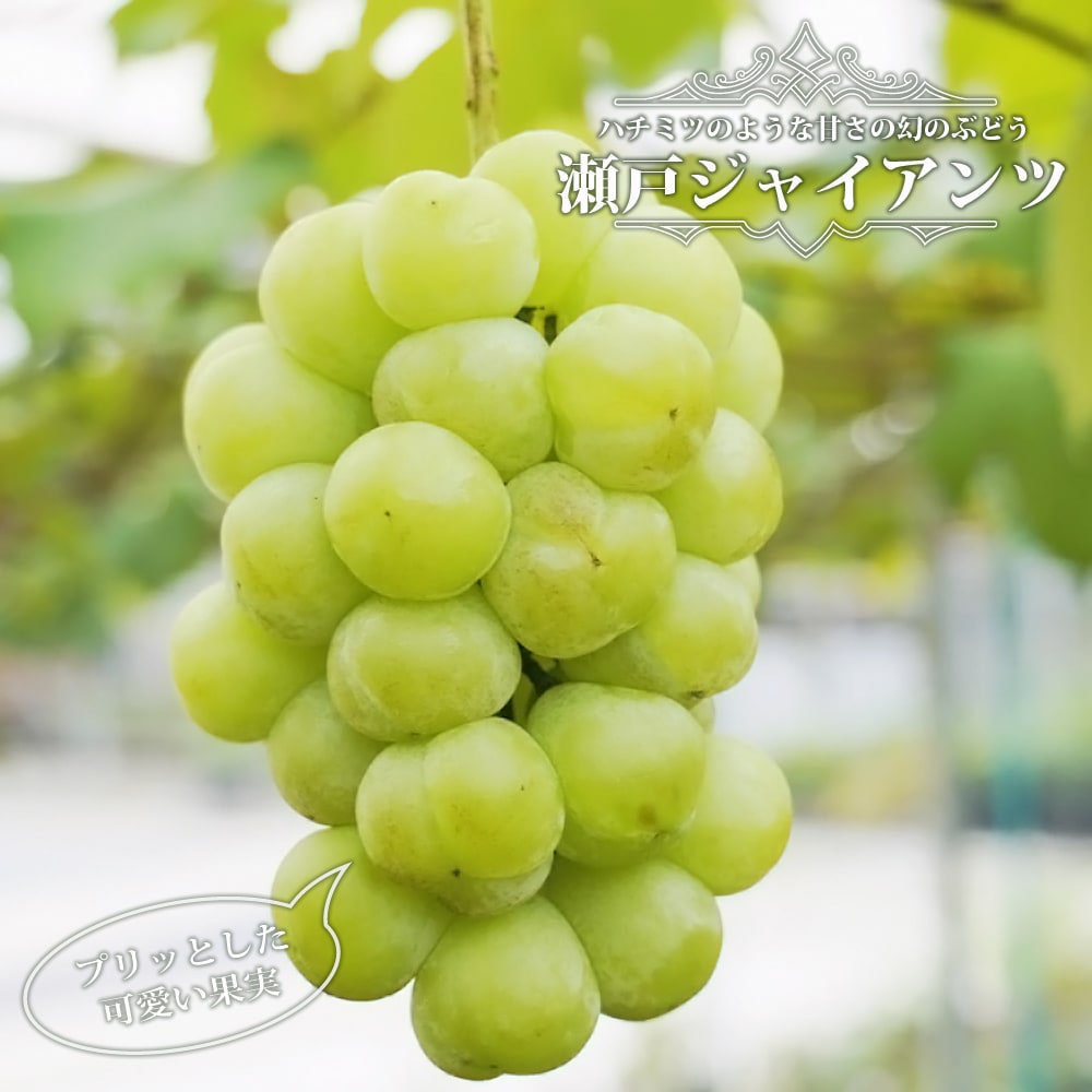 ブドウ 欧州系2倍体 瀬戸ジャイアンツ 苗 おすすめ 苗木部 By 花ひろば