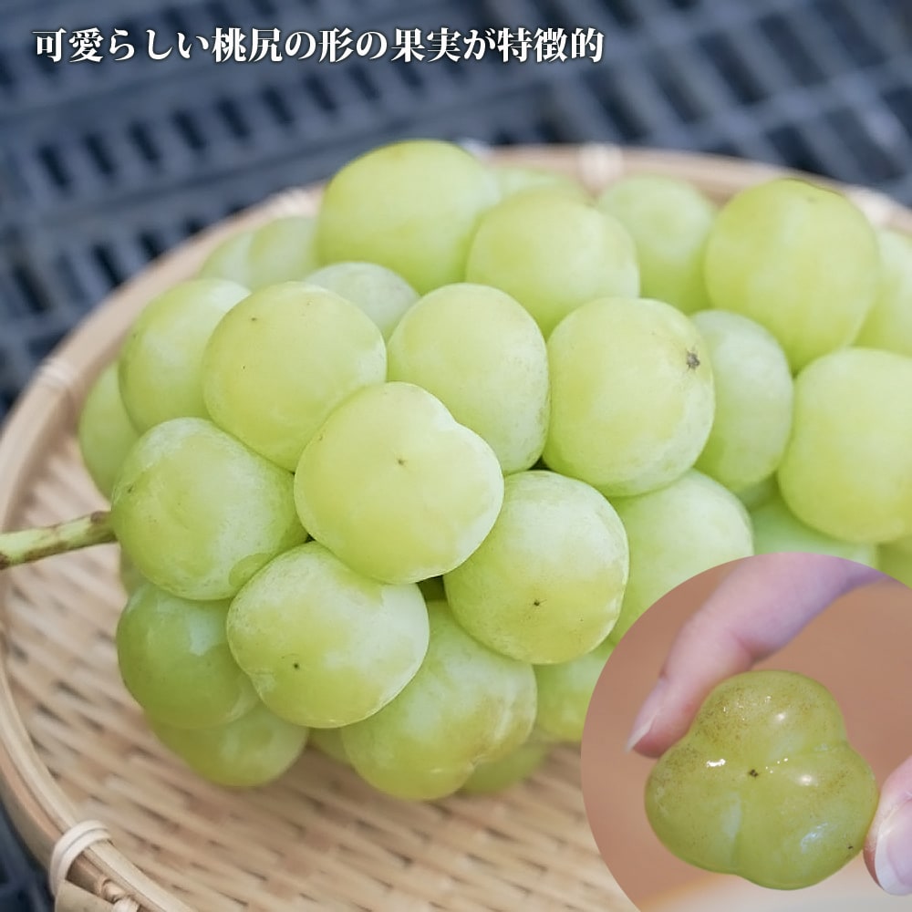 ブドウ 瀬戸ジャイアンツ 1