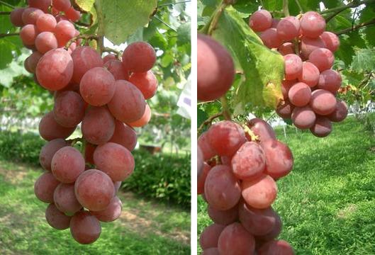 安芸クイーン　ブドウ　苗