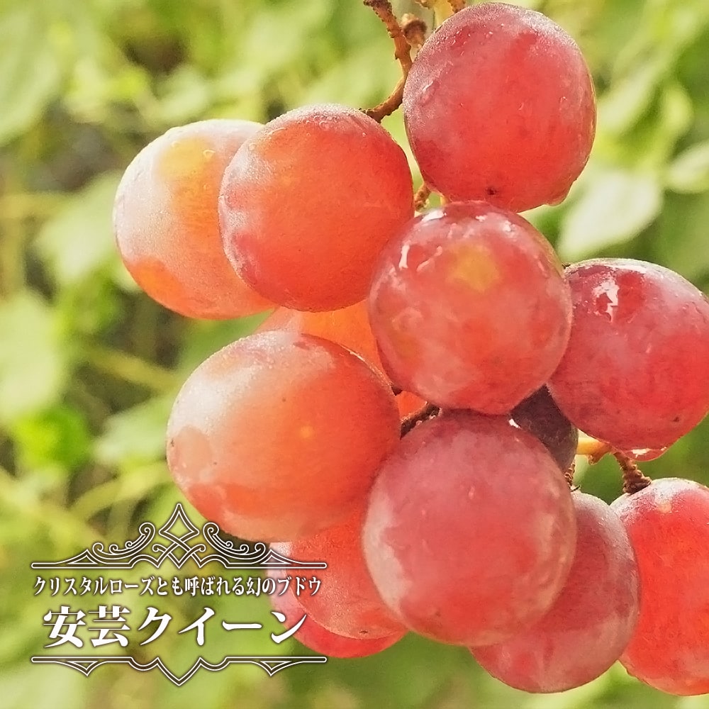 ブドウ 安芸クイーン 