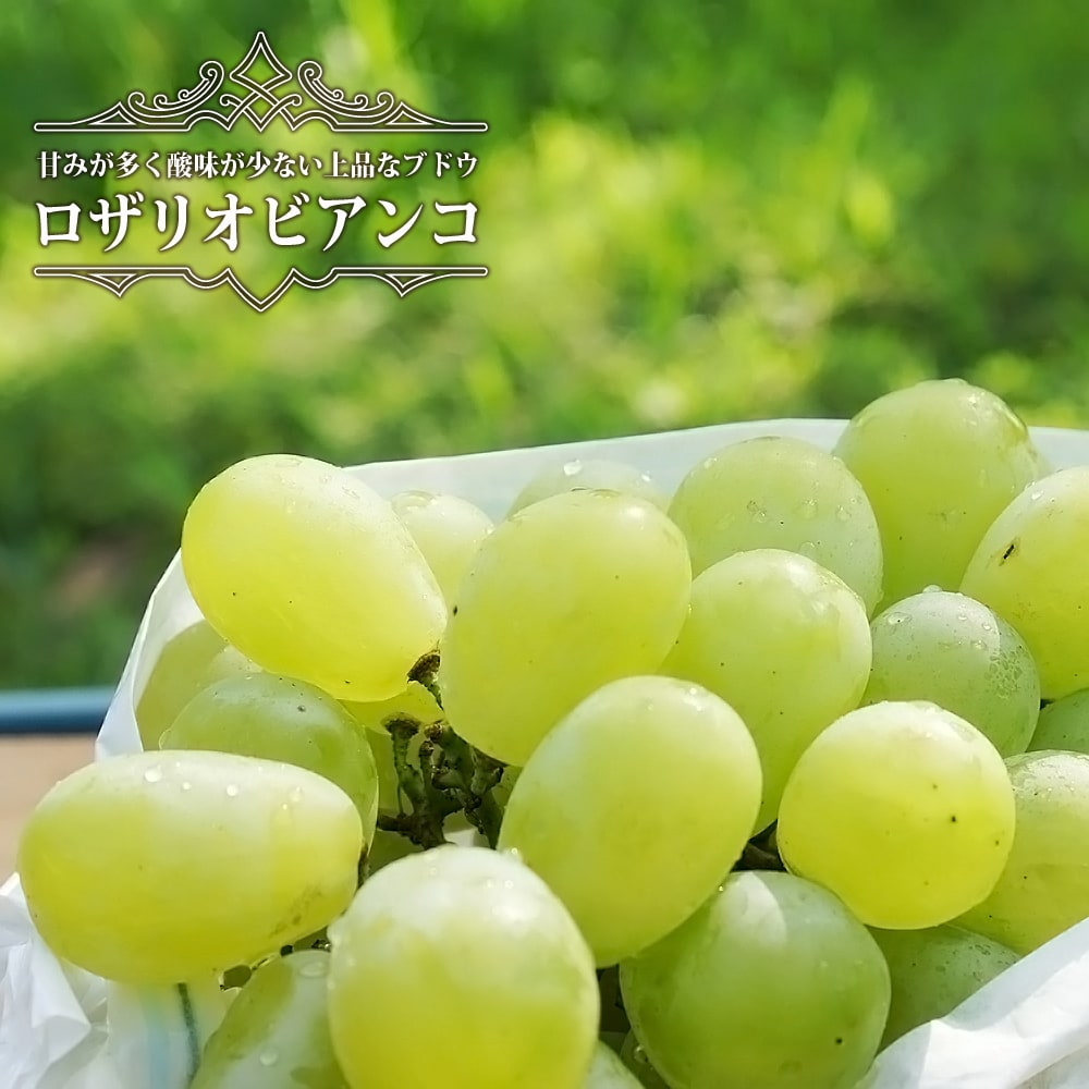 ブドウ ロザリオビアンコ 1