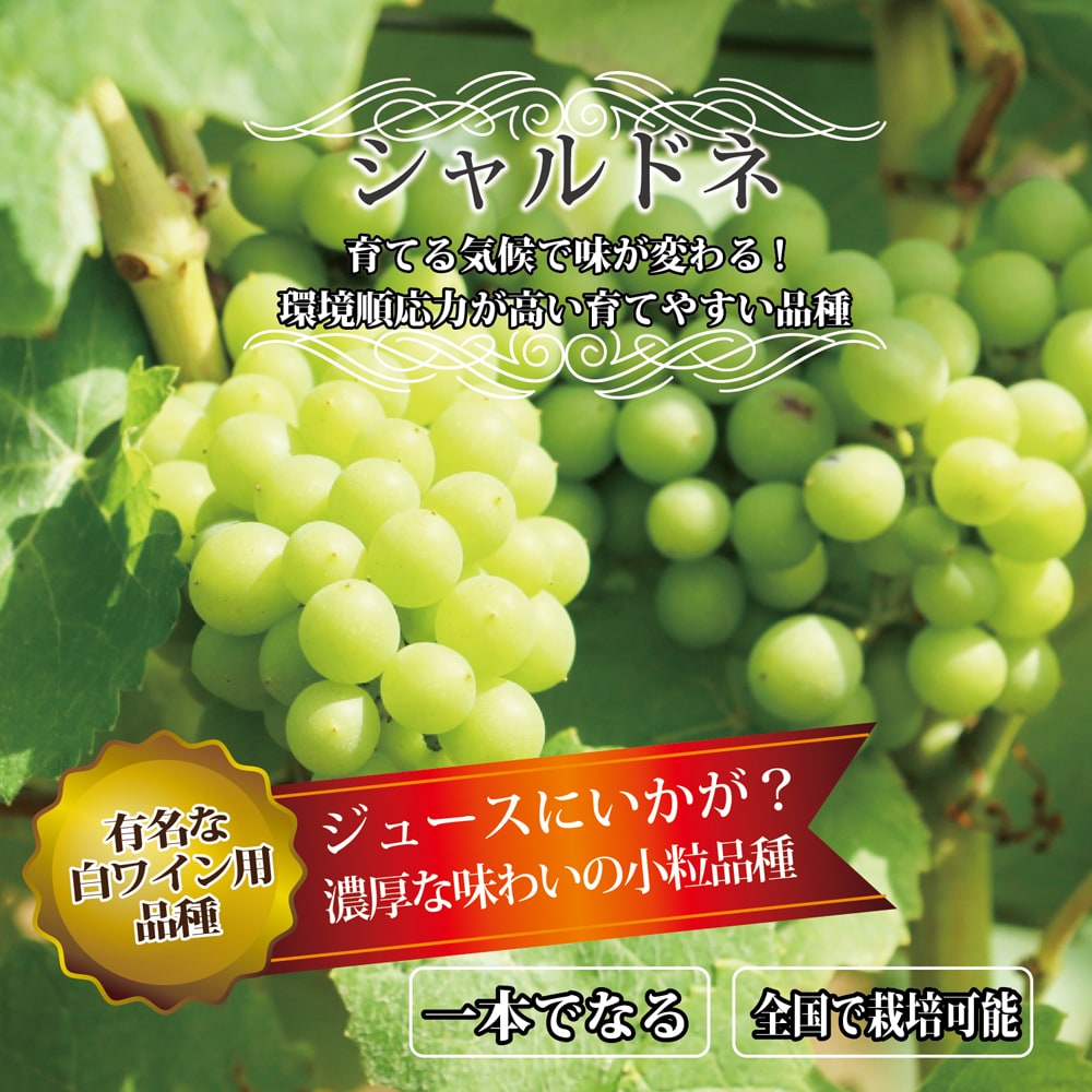 ブドウ シャルドネ 