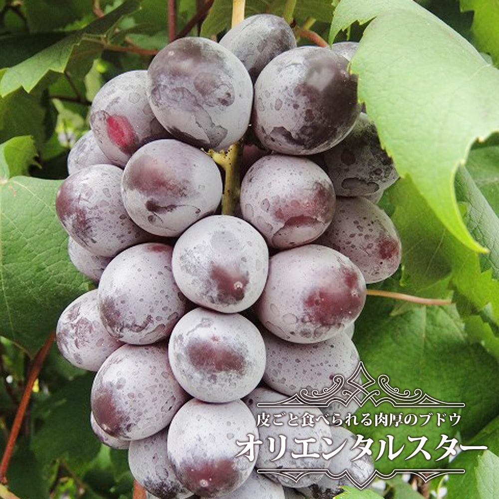 ブドウ オリエンタルスター　 2