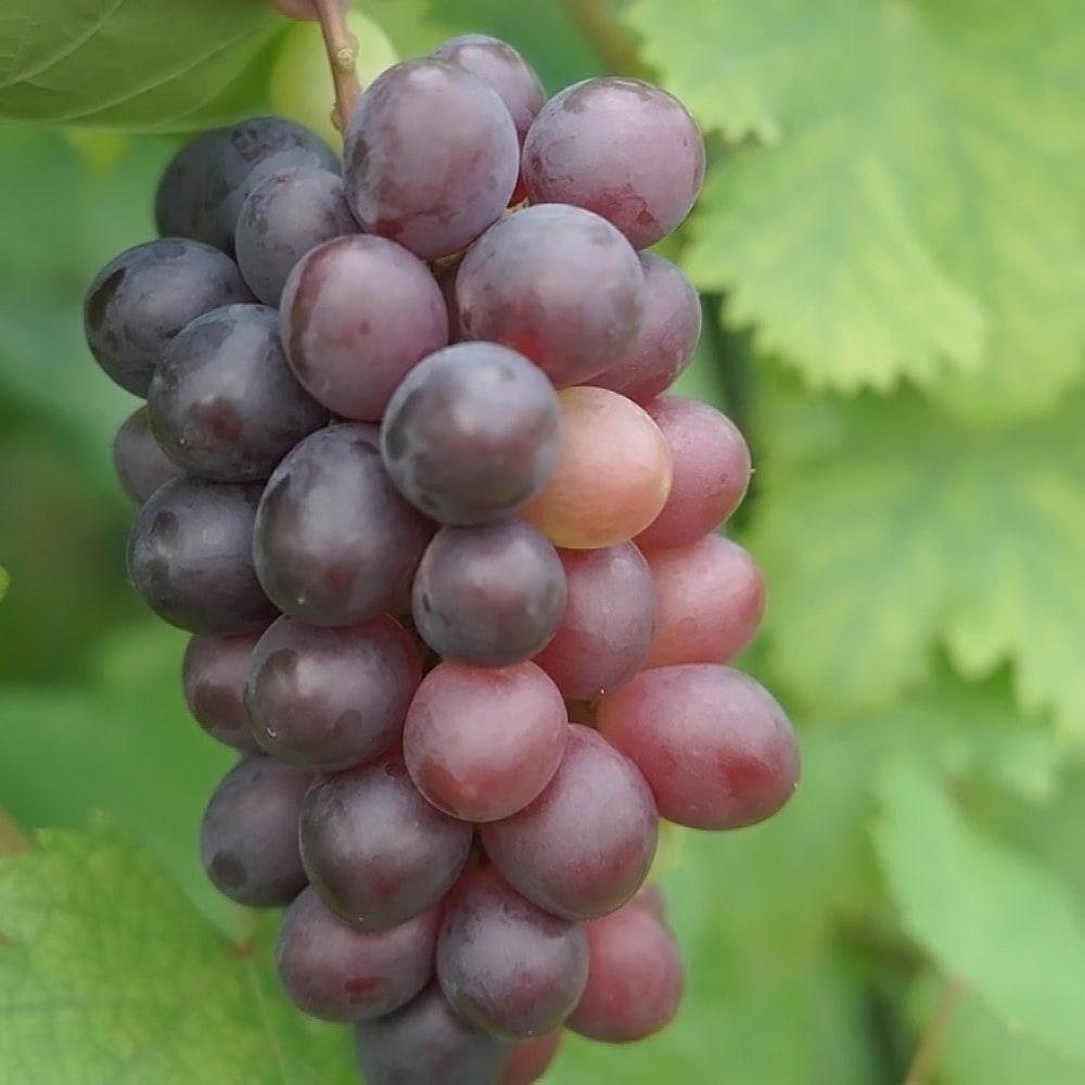 ブドウ オリエンタルスター　 2