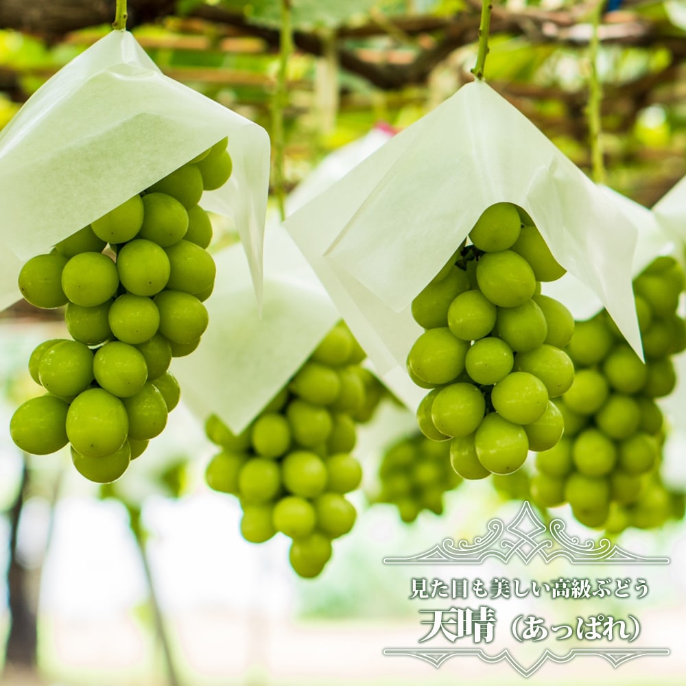 ブドウ 天晴 