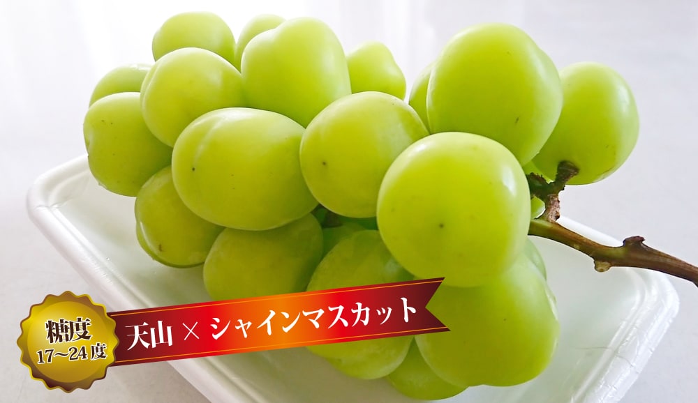 ブドウ 欧米雑種2倍体 天晴の通販 おすすめ 苗木部 By 花ひろばオンライン