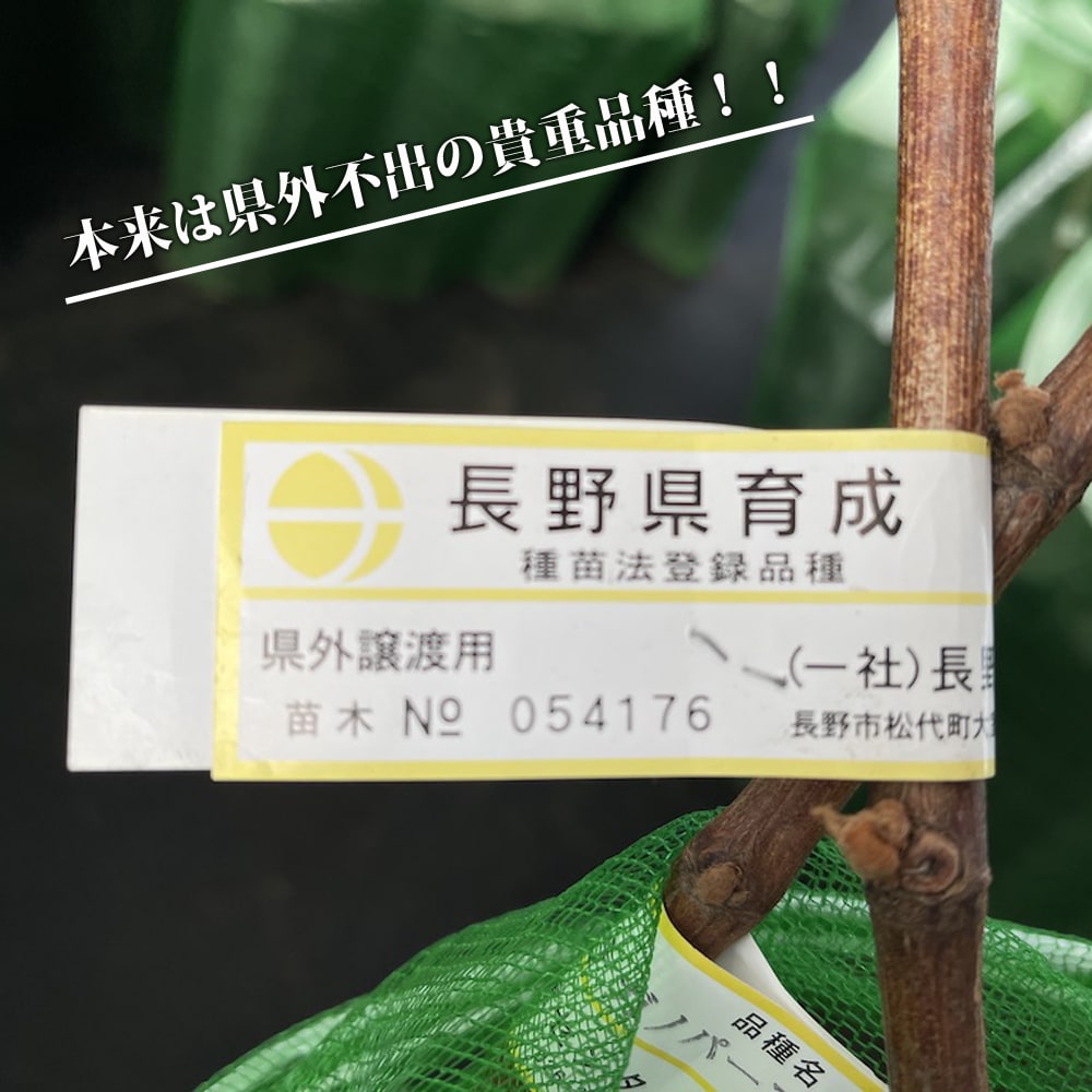 ブドウ ナガノパープル 3